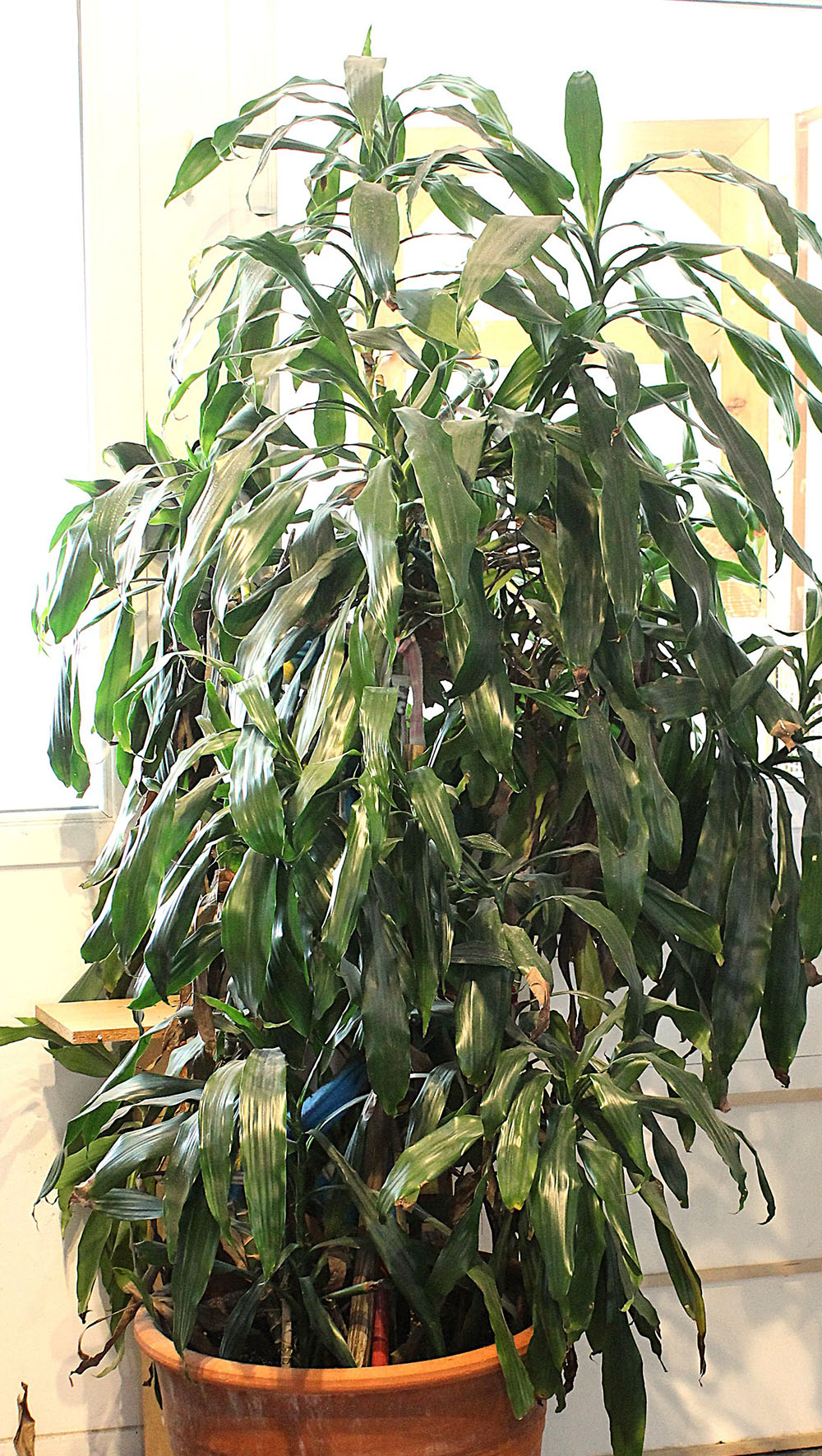 Plantes naturelles
