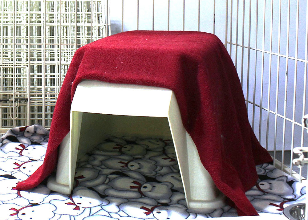 Hotte pour chat ou petit animal